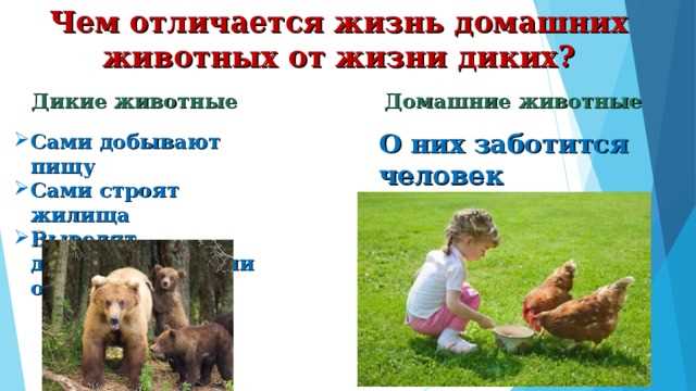 Происхождение диких животных