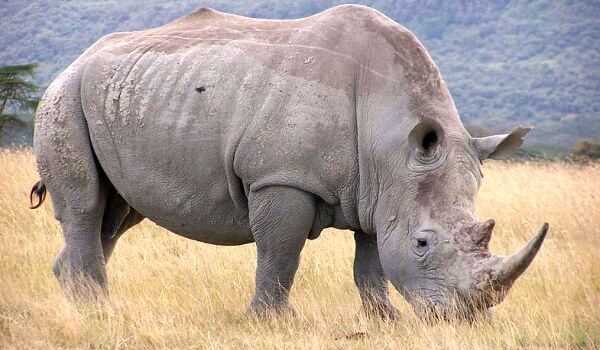 Чем питается белый носорог?