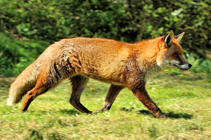Чем питается лисица в природе?