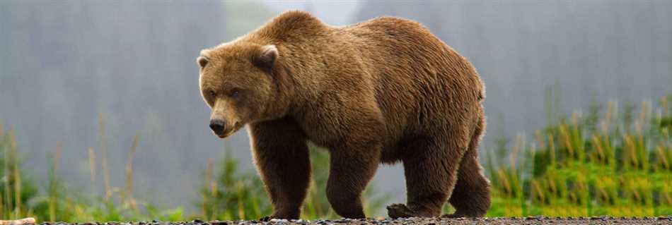 Разнообразие пищи в рационе медведя в дикой природе
