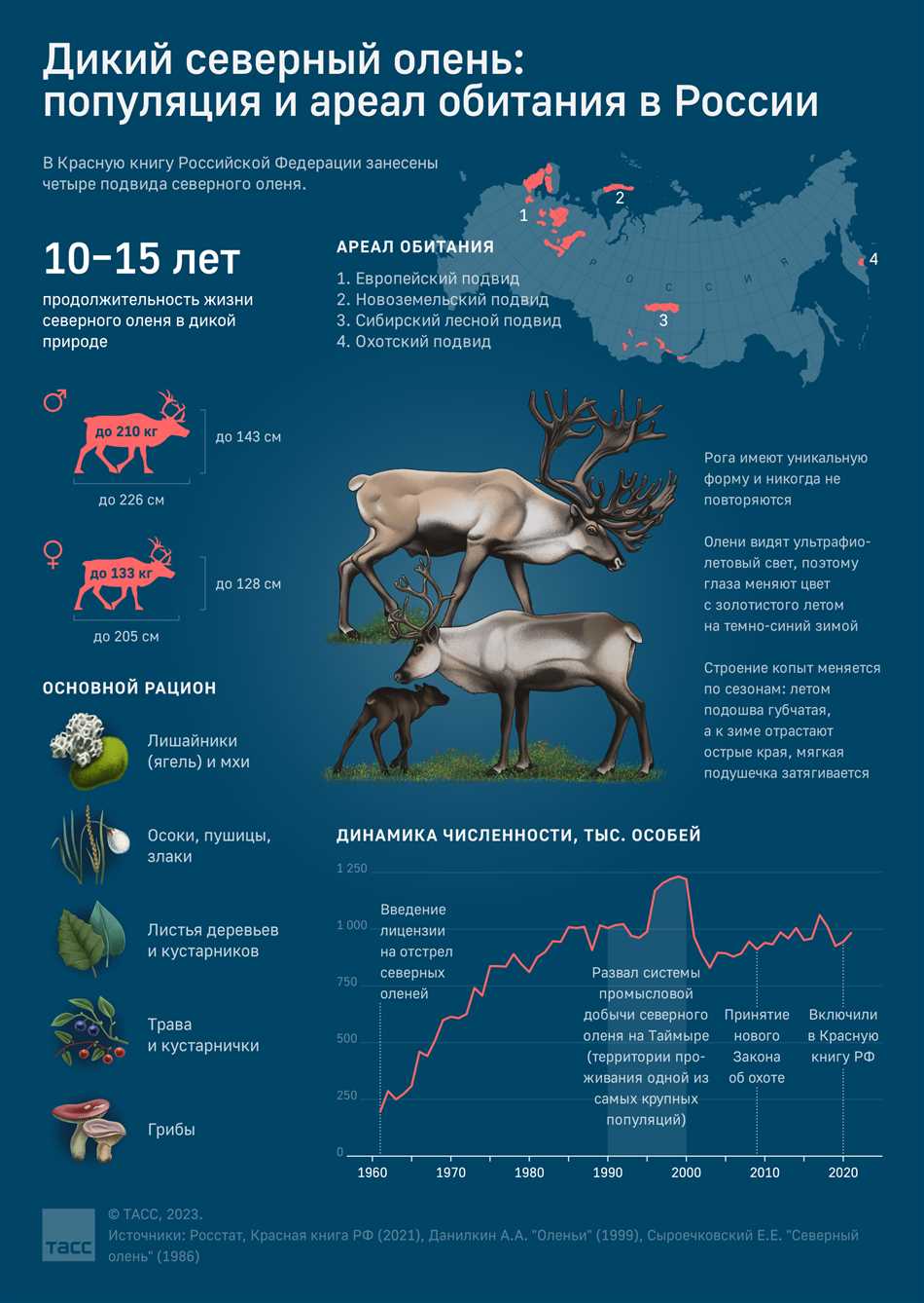 Чем питается северный олень на севере?