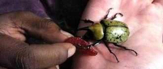 Питание жука: что ест и чем питается жук