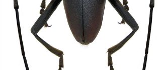Питание жука Усач в домашних условиях