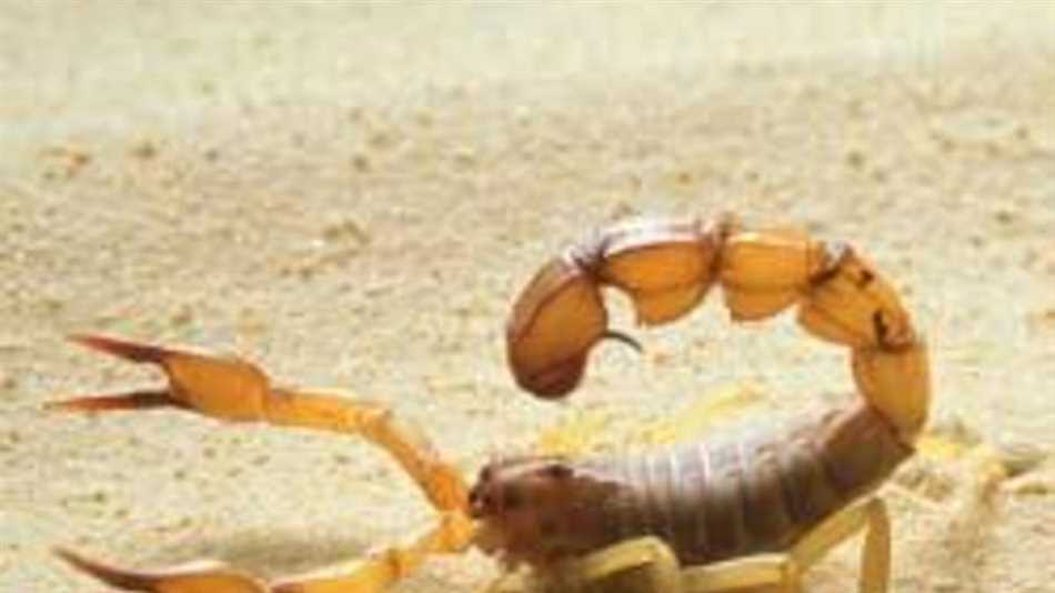 Современные исследования и применение яда скорпиона