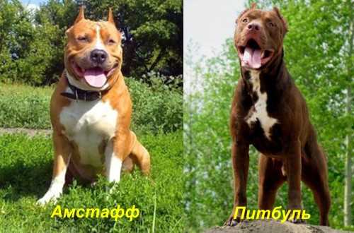 Применение и назначение пород