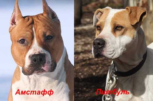 Уход и содержание