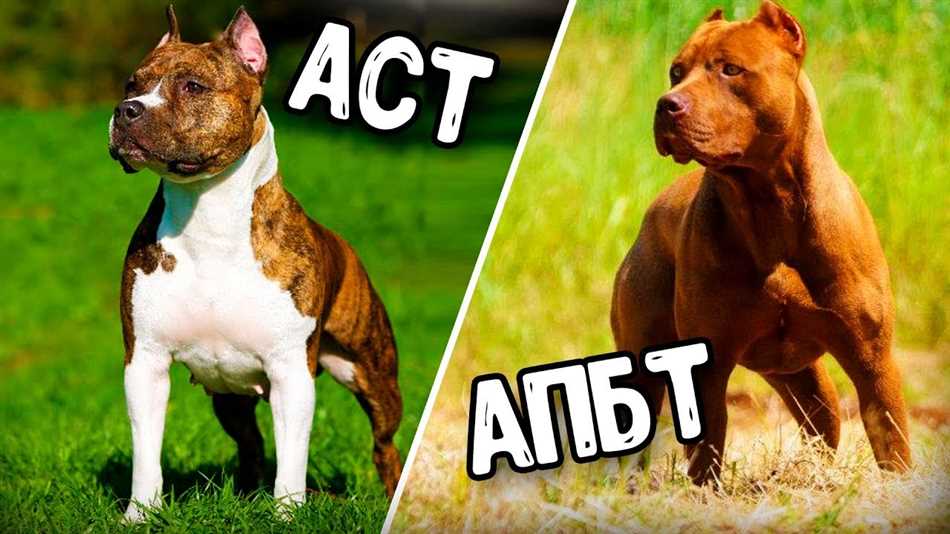 Чем стафф отличается от амстаффа?
