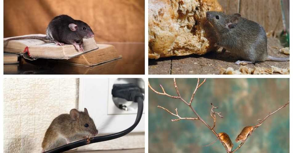 Что едят крысы и мыши?