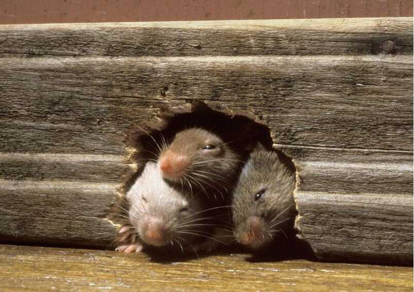 Распространение крыс и мышей по территории