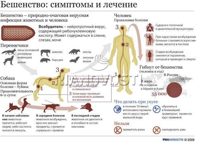 Последствия укуса бешеного животного