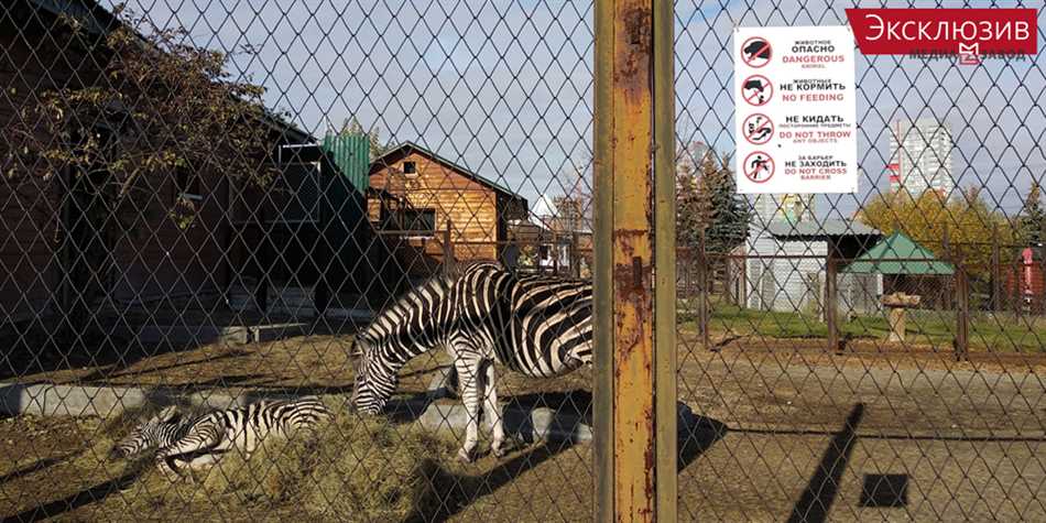 Риски для здоровья животных от покормки в зоопарке