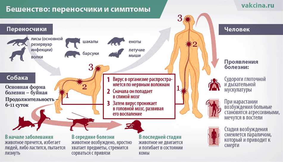 Как распознать собаку с бешенством?