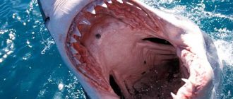 Последствия вымирания акул для экосистемы океанов