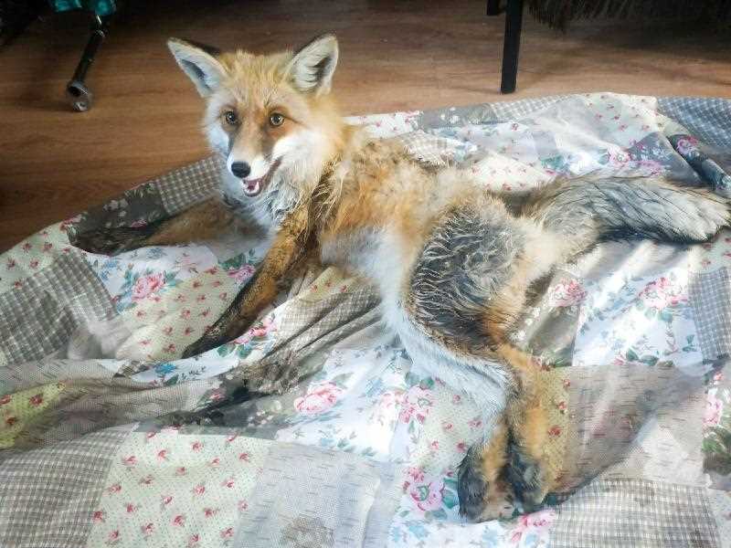 Причины запрета на убийство лисы
