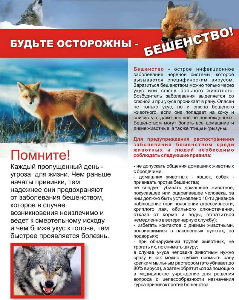 Причины возникновения бешенства у животных