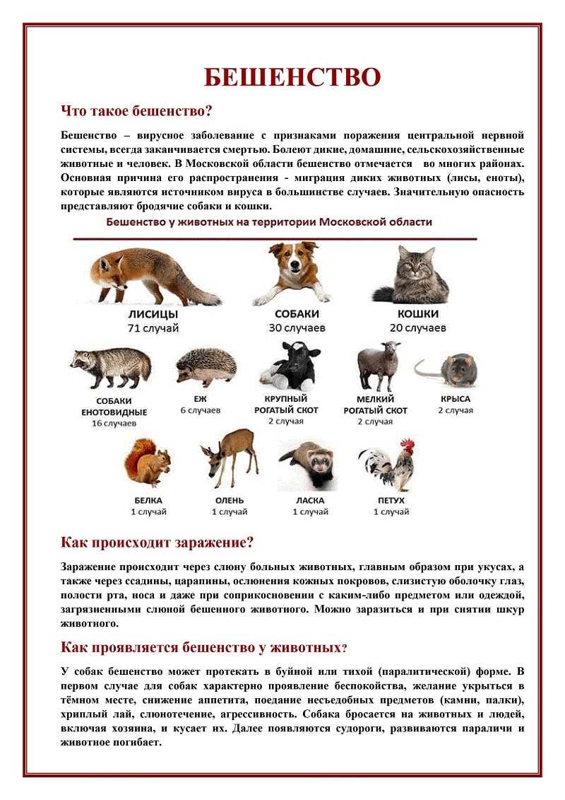 Боль и дискомфорт у животного при бешенстве