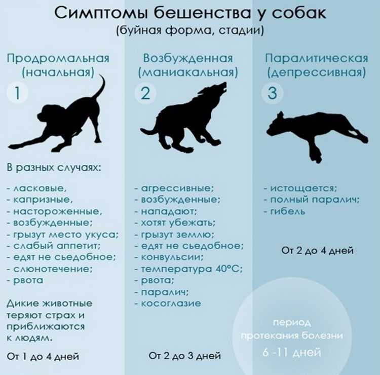 Что чувствует животное при бешенстве?