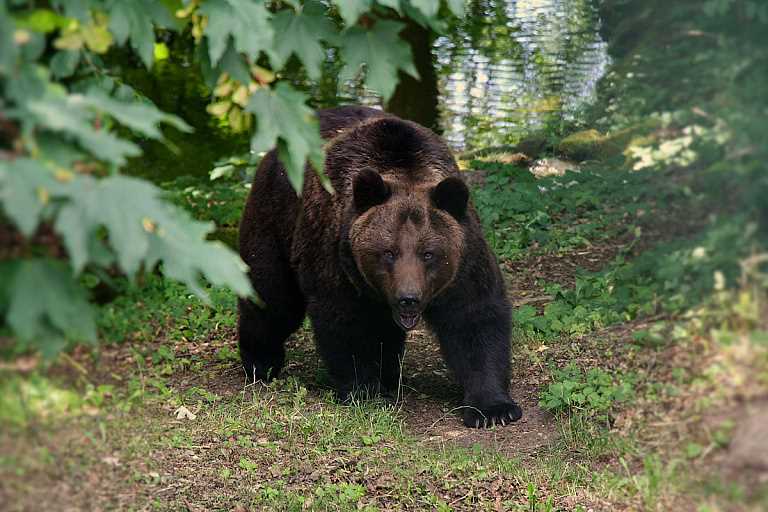 3. Не начинайте кричать или делать резкие движения