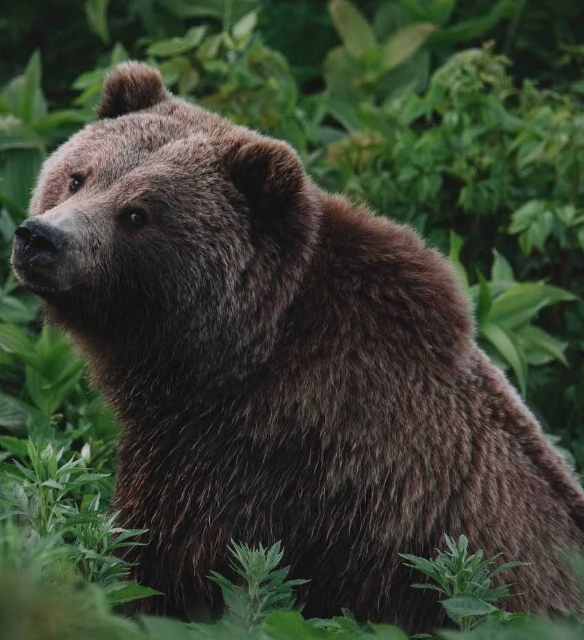 Экспертные советы по поведению при столкновении с медведем