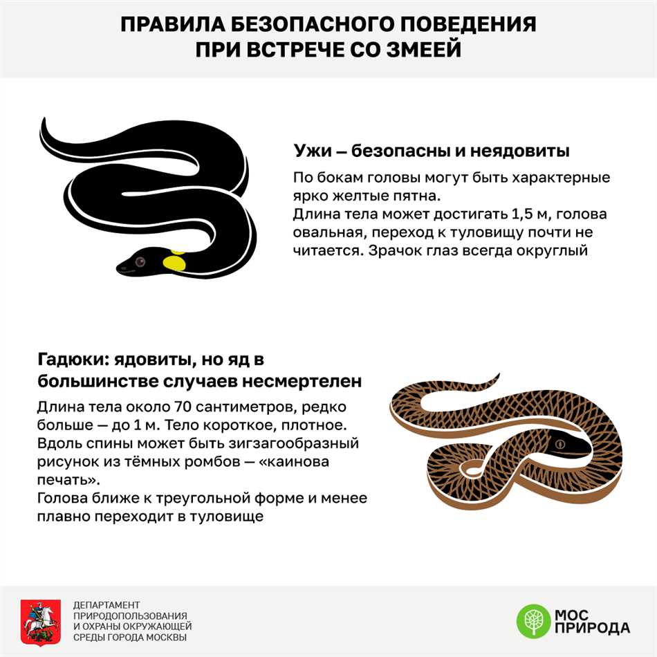 Что делать если увидел змею рядом с собой?