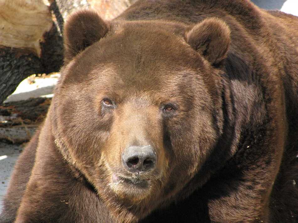 Потенциальные опасности и угрозы, связанные с встречей с медведем