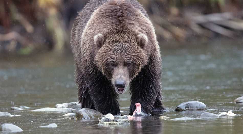 Что делать если увидели медведя в населённом пункте?