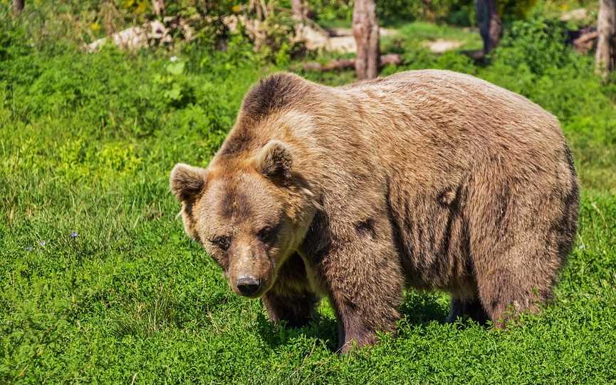 Необходимые предосторожности и меры безопасности, если в лесу встретил медведя летом