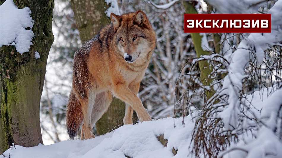 Не показывайте страх и не демонстрируйте угрожающие жесты