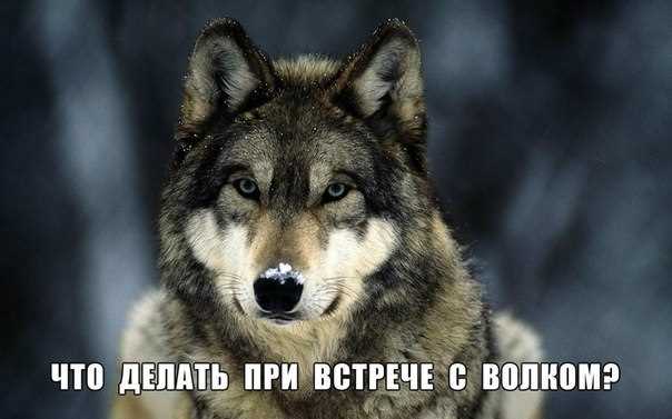 Если отгородиться невозможно, попытайтесь испугать волков громкими звуками
