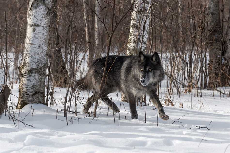 Что делать если встретил волка в лесу летом?