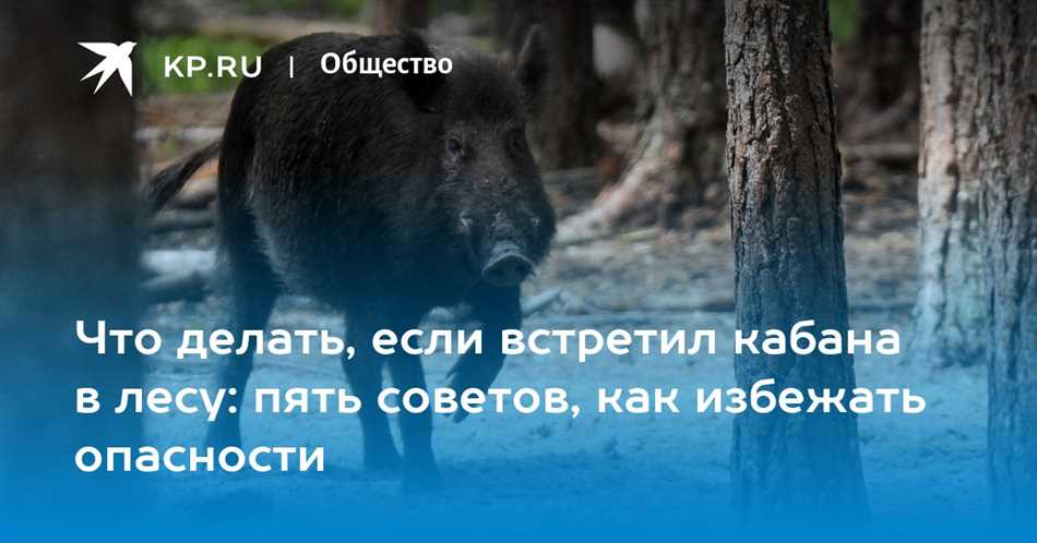 Опасность встречи с кабаном в лесу летом