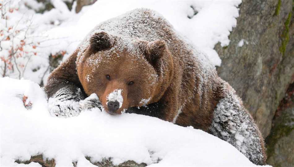 Рацион питания медведей перед спячкой