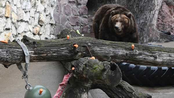 Что делают медведи зимой в зоопарке?