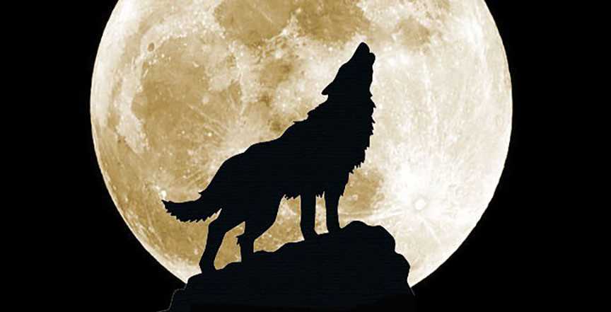 Что делают волки на Луне?