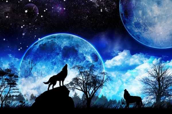 Что делают волки на луну?