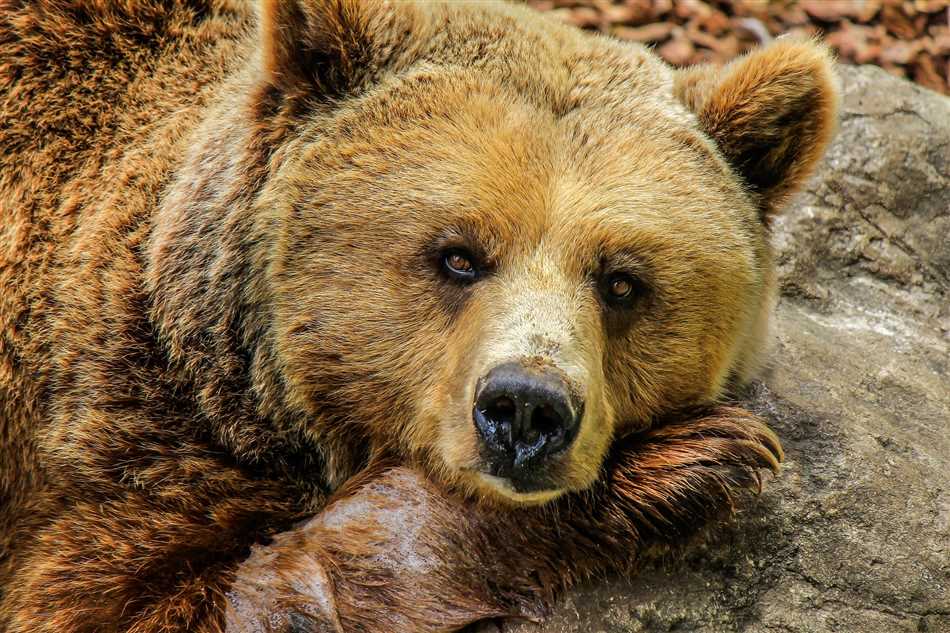 Как медведи ищут пищу после зимнего сна
