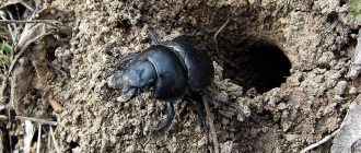Навозные жуки в домашних условиях: что можно кормить?