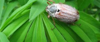 Питание хрущей: что едят жуки и какие растения им нравятся