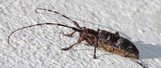 Что едят жуки кожевники в домашних условиях