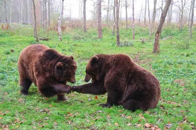 Что ест бурый медведь в природе?