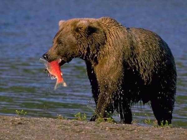 Что ест медведь весной?