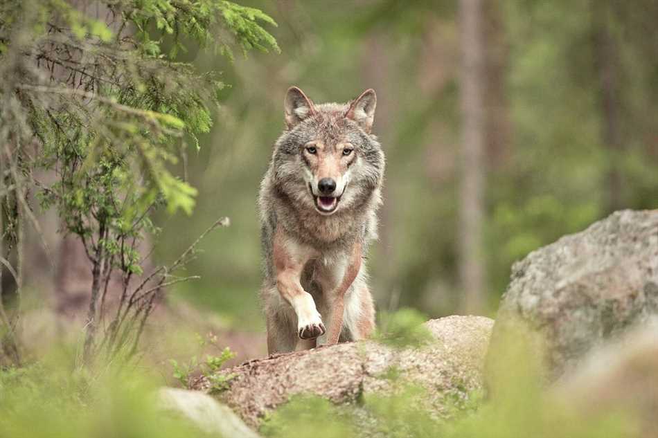 Что означает от мысленного волка звероуловлен буду?