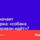 Значение поговорки "Собака лает, караван идет": история и символика