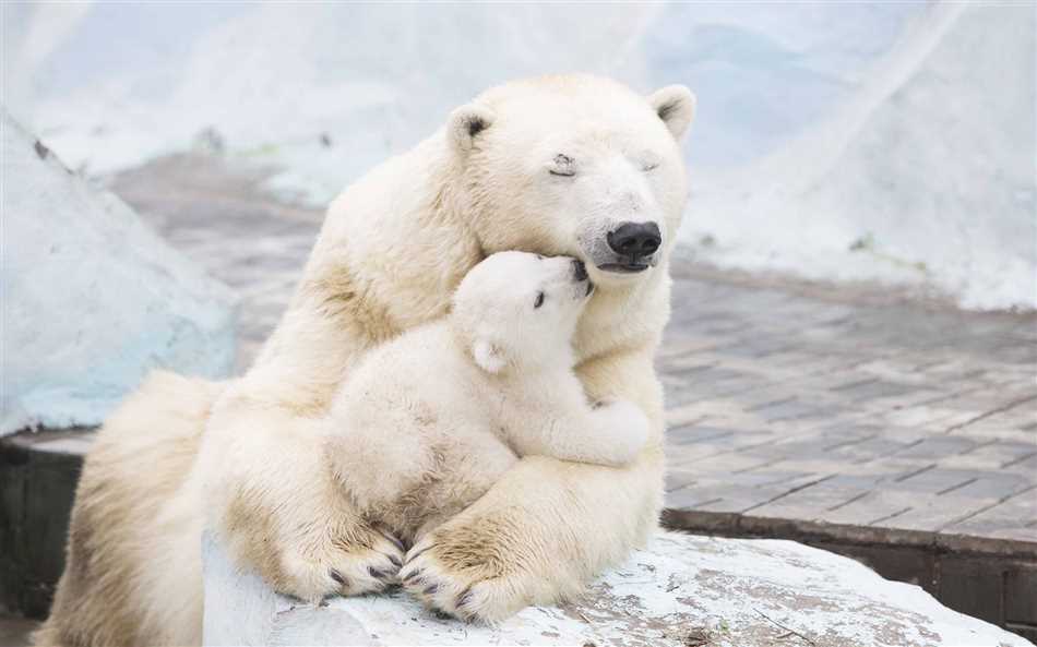 Белый медведь в природе и экологии