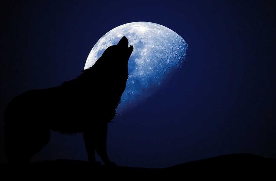 Волк и луна: