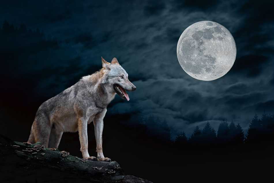 Значение символа волка и луны в различных культурах