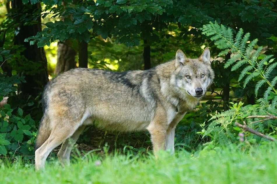 Волк в народных преданиях и обрядах