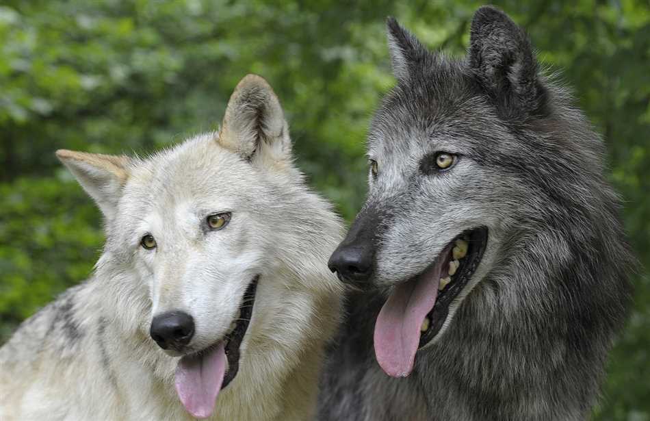 Что означает время между волком и собакой?