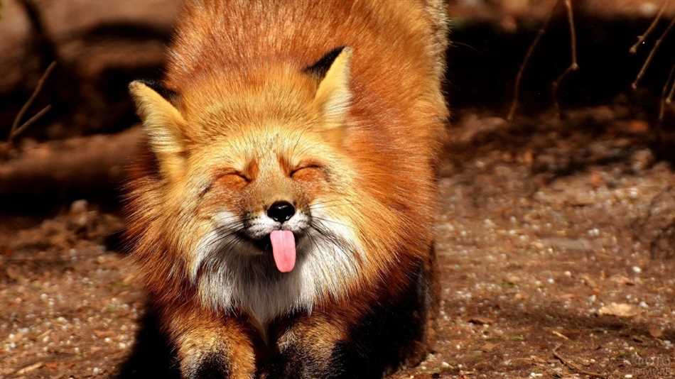 Что означает характер лисы?