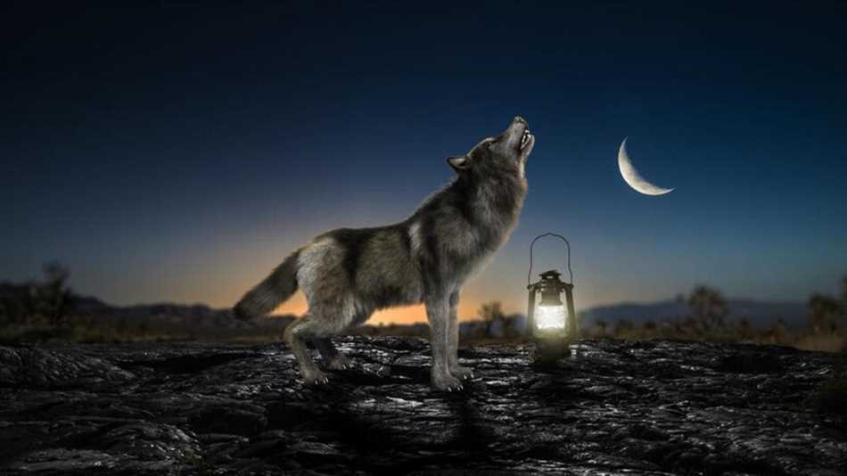 Что означает волк воющий на луну?